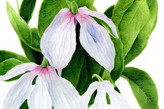 Symphytum officinale is a perennial flowering plant in the family Boraginaceae. Along with thirty four other species of Symphytum, it is known as comfrey.