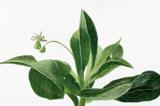 Symphytum officinale is a perennial flowering plant in the family Boraginaceae. Along with thirty four other species of Symphytum, it is known as comfrey.