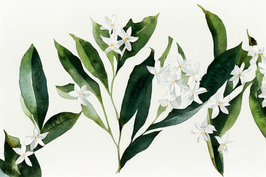 Jasminum officinale, common jasmine. Jasmine is a genus of shrubs and vines in the olive family (Oleaceae).