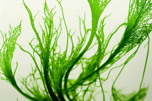 Illustrative image of Laminaria digitata (Algae). Algae is an informal term for a large and diverse group of photosynthetic eukaryotic organisms.
