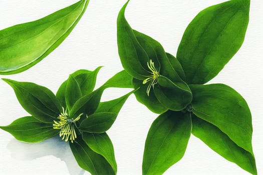 Flowers of Cananga odorata. Ylang-ylang is one of the most extensively used natural materials in the perfume industry, earning it the name "Queen of Perfumes""."