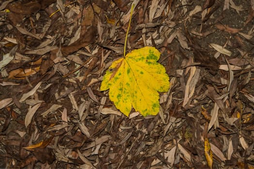 autumnal yellow painted field maple in a leaves heap on a street