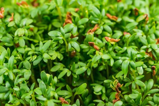 cress, young shoots in a closeup