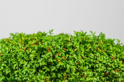 cress, young shoots in a closeup