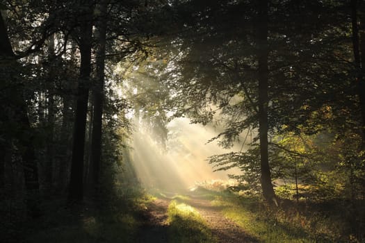 A forest path among oak trees on a misty autumn morning