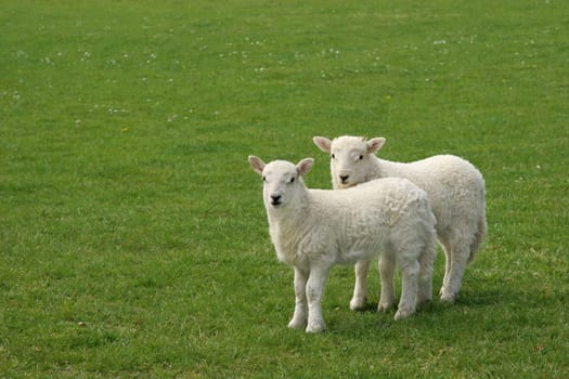 Two white lambs standing together in a field in spring.