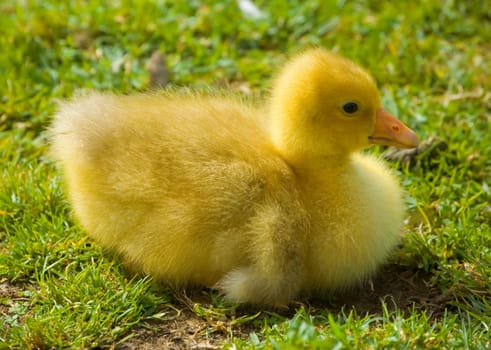 Cute fluffy easter duckling sitting on the grass. Side view.