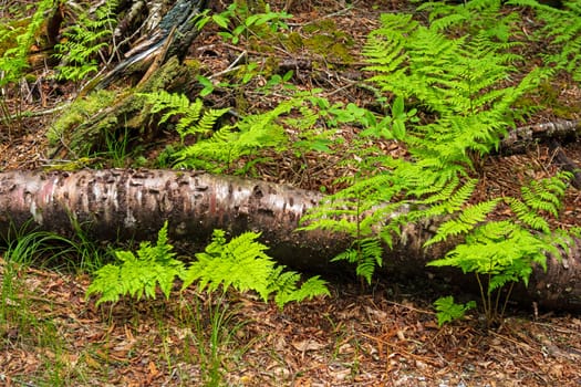 Spring Ferns in a Mountain Forest Along the Blue Ridge Parkway in North Carolina