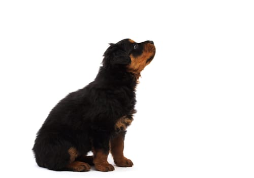 curious rottweiller pupyy studio isolated on white