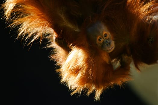 Orangutans