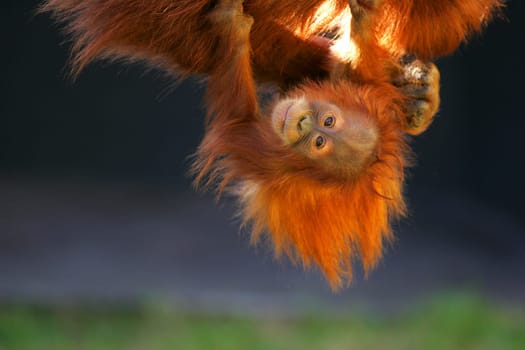 Orangutans