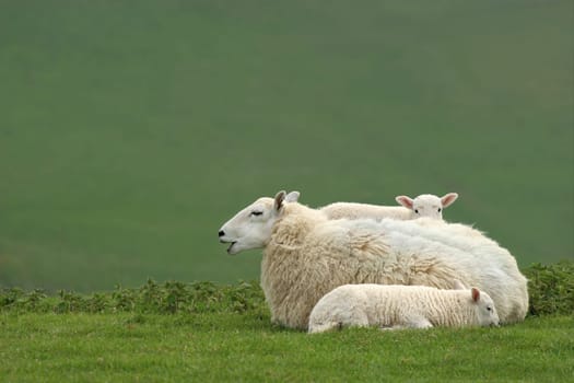 White female sheep lying down on the grass in spring, with two new born lambs next to her.