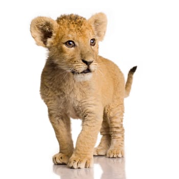 Lion Cub (3 months) in front of a white background.