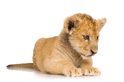 Lion Cub (3 months) in front of a white background.