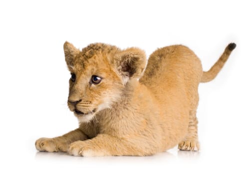 Lion Cub (3 months) in front of a white background.