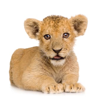 Lion Cub (3 months) in front of a white background.