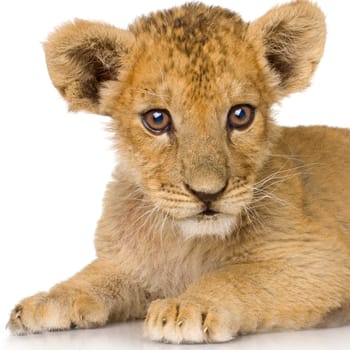 Lion Cub (3 months) in front of a white background.