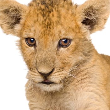 Lion Cub (3 months) in front of a white background.