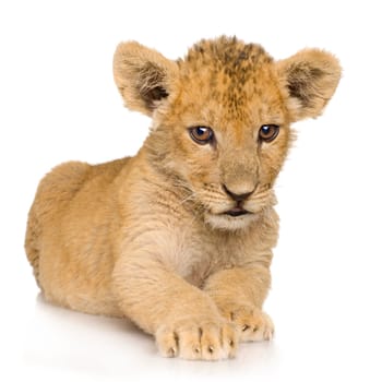 Lion Cub (3 months) in front of a white background.