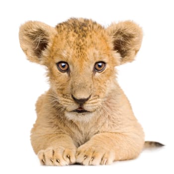 Lion Cub (3 months) in front of a white background.
