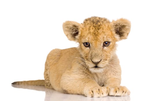 Lion Cub (3 months) in front of a white background.