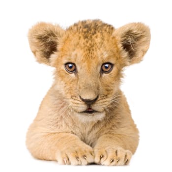 Lion Cub (3 months) in front of a white background.
