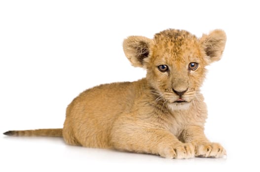 Lion Cub (3 months) in front of a white background.