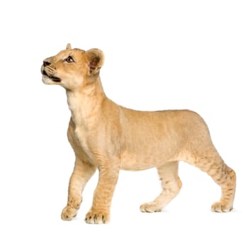 Lion Cub (4 months) in front of a white background
