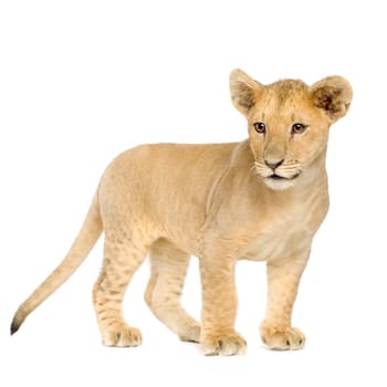 Lion Cub (4 months) in front of a white background