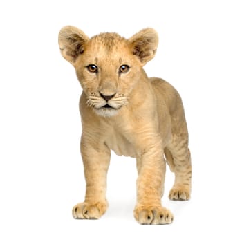 Lion Cub (4 months) in front of a white background