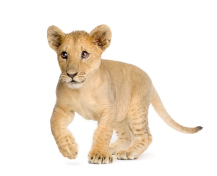 Lion Cub (4 months) in front of a white background