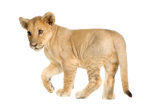 Lion Cub (4 months) in front of a white background