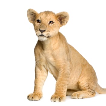 Lion Cub (4 months) in front of a white background