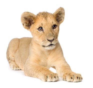 Lion Cub (4 months) in front of a white background