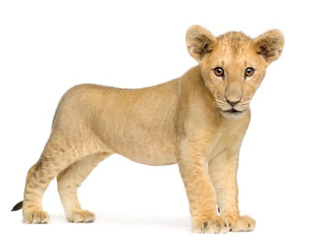 Lion Cub (4 months) in front of a white background