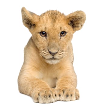 Lion Cub (4 months) in front of a white background