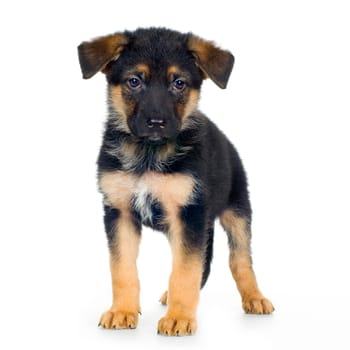 german shepherd (7 weeks) in front of a white background