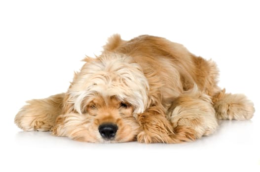 American Cocker Spaniel (7 months) in front of a white background