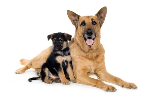 german shepherd (9 years and 7 weeks) in front of a white background