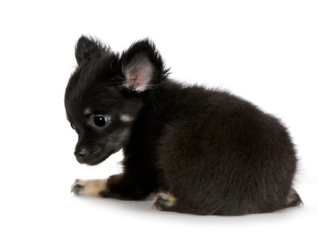 chihuahua (3 months) in front of a white background