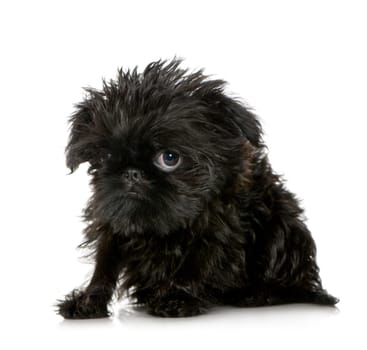 Griffon Bruxellois (3 months) in front of A white background