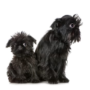 Griffon Bruxellois (3 months and 2 years) in front of A white background