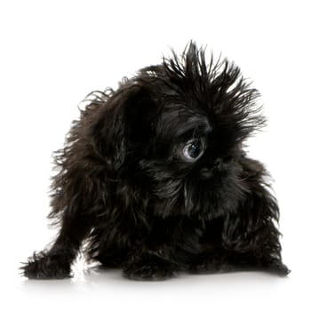 Griffon Bruxellois (3 months) in front of A white background