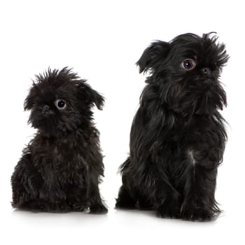 Griffon Bruxellois (3 months and 2 years) in front of A white background