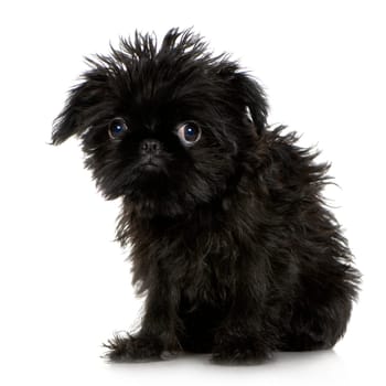 Griffon Bruxellois (3 months) in front of A white background