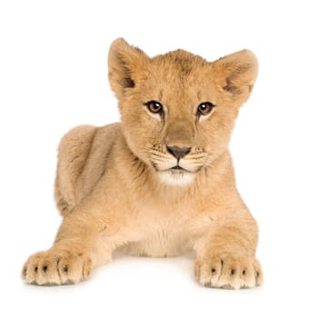 Lion Cub (5 months) in front of a white background