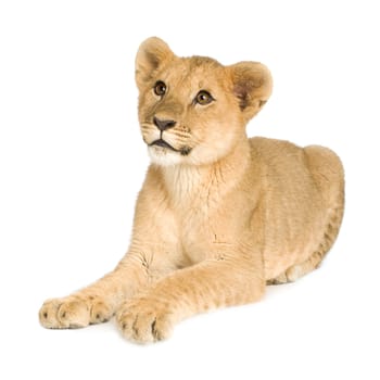 Lion Cub (5 months) in front of a white background