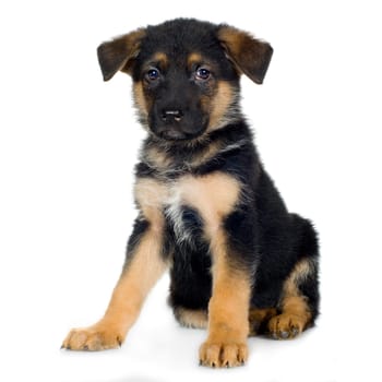 german shepherd (7 weeks) in front of a white background