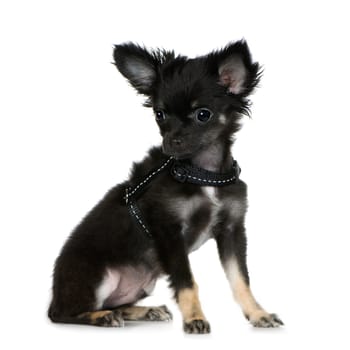 chihuahua (3 months) in front of a white background
