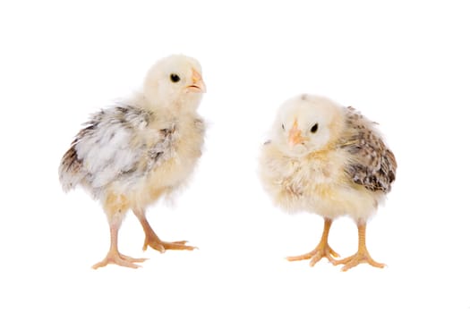 Cute little fluffy chickens of two weeks old